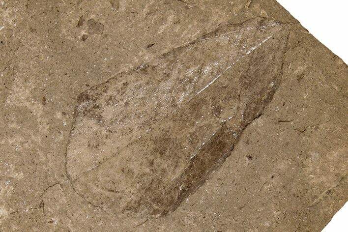 Miocene Fossil Leaf (Ficus) - Idaho #189549